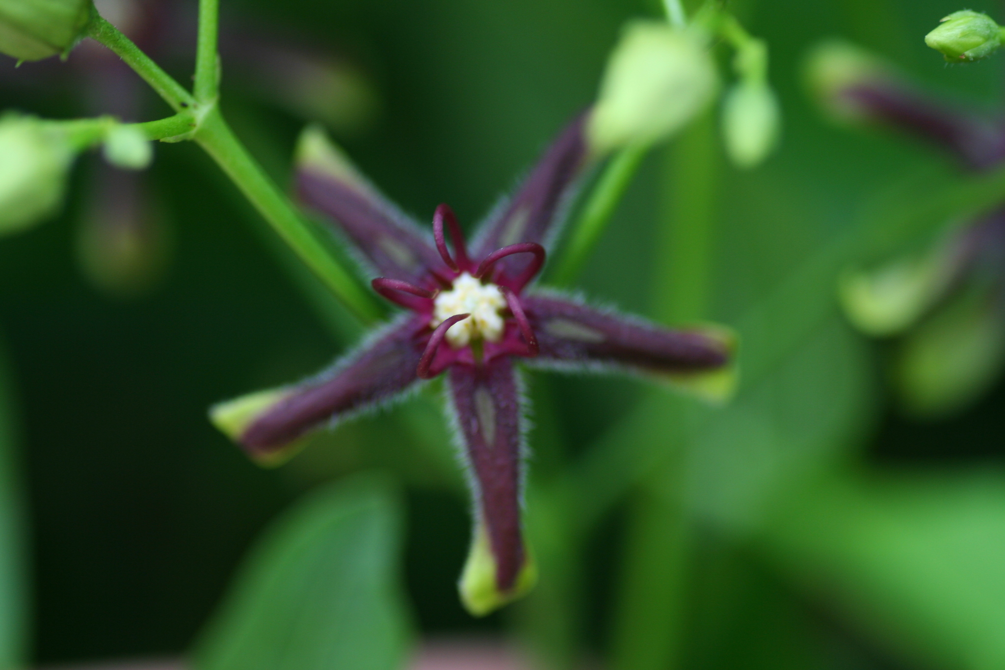 Periploca graeca