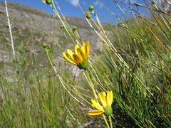 Euryops decipiens