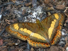 Limenitidini