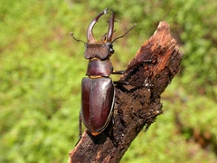 Lucanus fryi