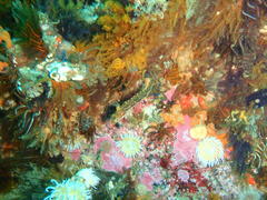 Clinus superciliosus