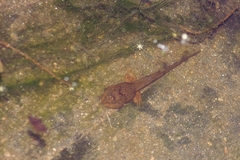 Yunnan Mountain Frog photo 3