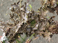 Pseudocyphellaria hawaiiensis