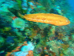 Clinus superciliosus