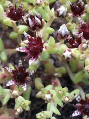 Sedum napiferum