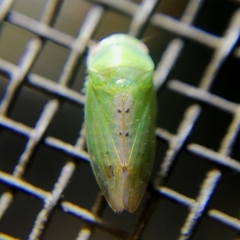 Hyalojassini