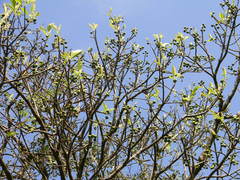 Ficus beddomei
