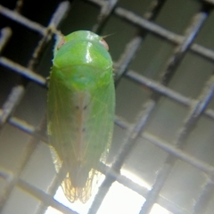 Hyalojassini