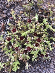 Sedum napiferum