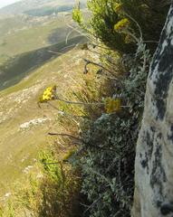 Helichrysum rotundatum