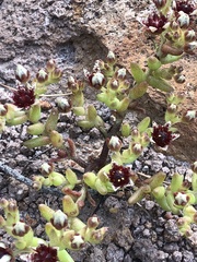Sedum napiferum
