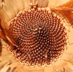 Protea effusa