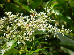 Ligustrum robustum perrottetii