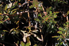 Protea effusa