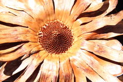 Protea effusa