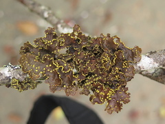 Pseudocyphellaria hawaiiensis