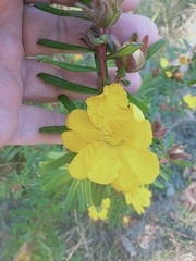 Hibbertia marginata