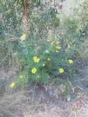 Hibbertia marginata