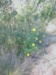 Hibbertia marginata