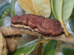 Disholandricus chrysolepidis