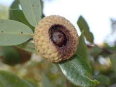 Lonsdalea quercina