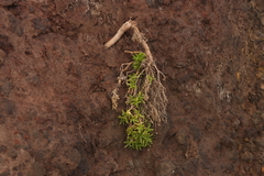 Spergularia azorica