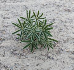 Lupinus havardii