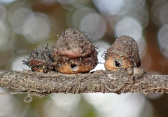 Disholandricus chrysolepidis