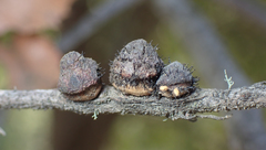 Disholandricus chrysolepidis
