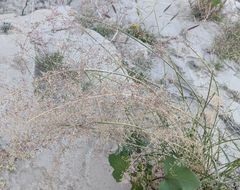 Sporobolus flexuosus