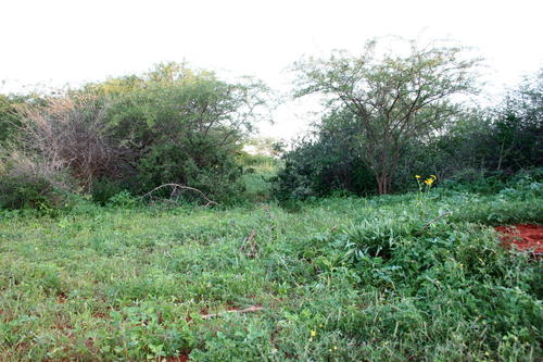 Adenium image