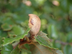 Heteroecus pacificus