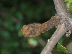 Heteroecus melanoderma