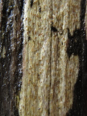 Xylographa hians