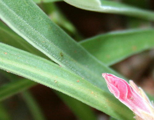 Adenium oleifolium image