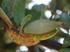 Heteroecus pacificus