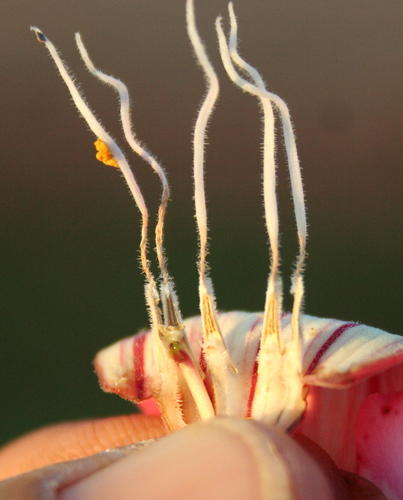 Adenium oleifolium image