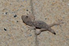 Gekko swinhonis