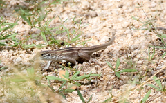 Aspidoscelis sonorae
