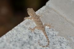 Gekko swinhonis
