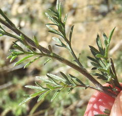 Garuleum bipinnatum