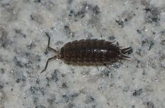 Agnaridae