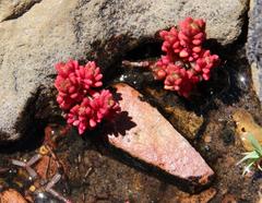 Crassula papillosa