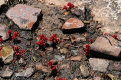 Crassula papillosa