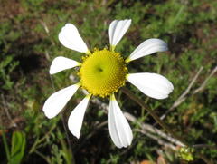 Foveolina tenella