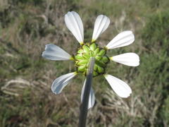 Foveolina tenella