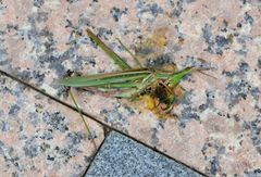 Acrida cinerea