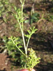 Foveolina tenella