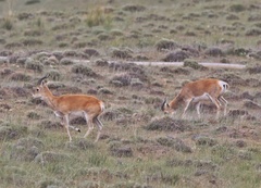 Procapra przewalskii