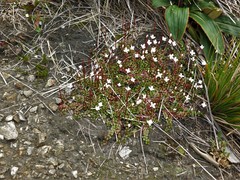 Epilobium gracilipes